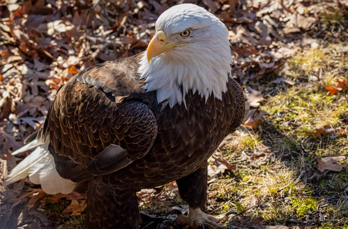 Bald eagle habitat at Beardsley Zoo is getting an ‘extreme makeover’