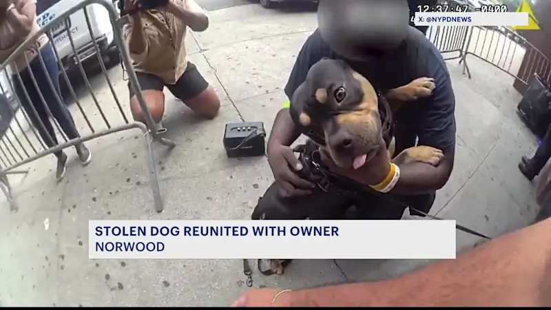 Story image: Stolen American bully dog returned safely to owner