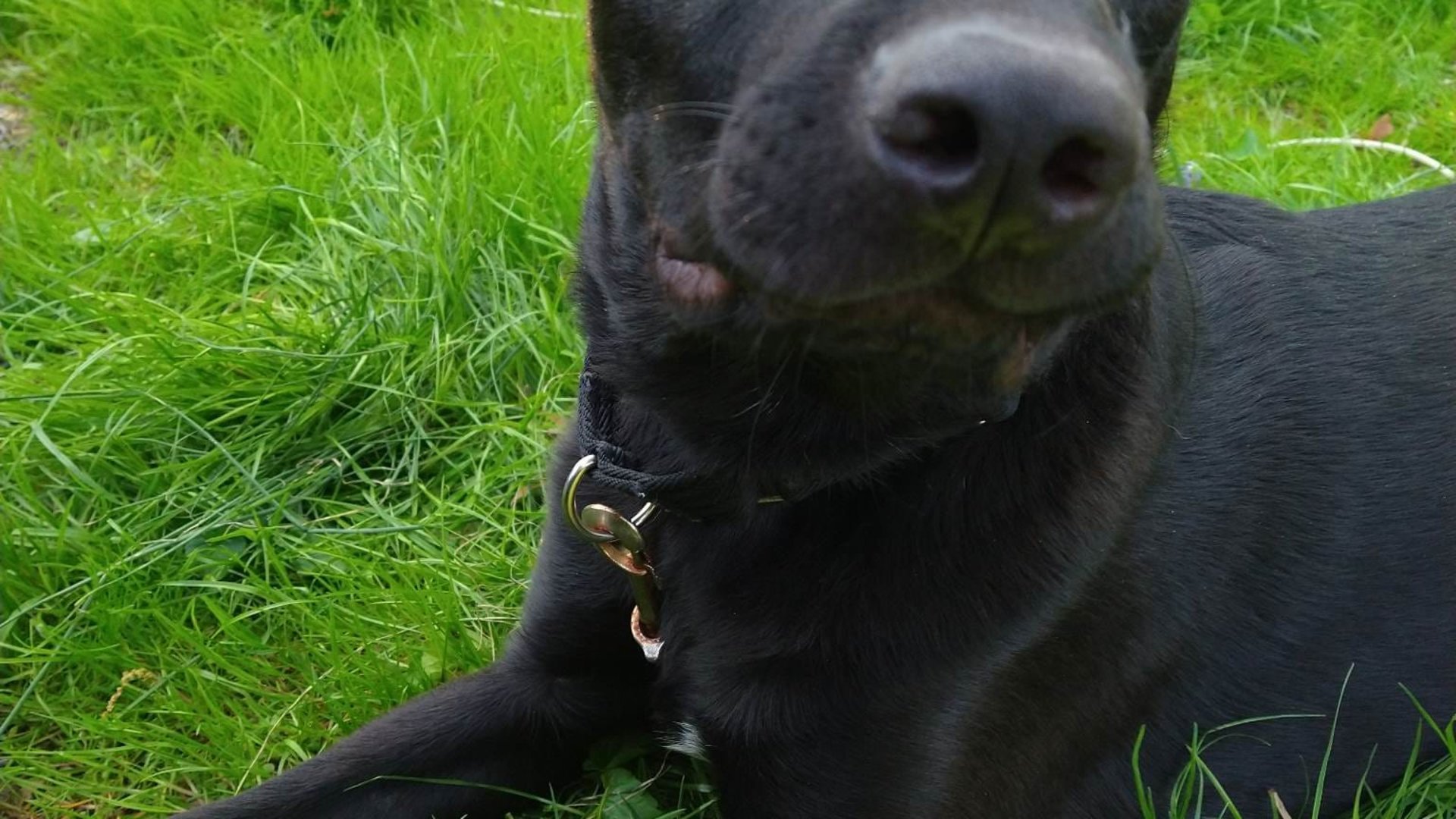 News 12 | New Jersey | Paws & Pals: Meet goofy lab-German Shepard mix ...