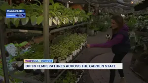 How to protect spring plants from frost and freeze