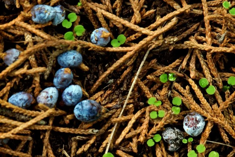 Xiomáro - Berries, Pine, and Leaves