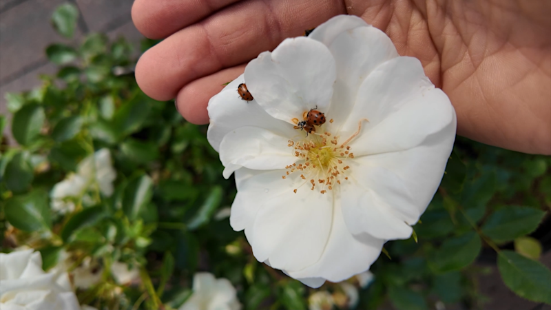 Story image: Garden Guide: 5 beneficial bugs for your garden