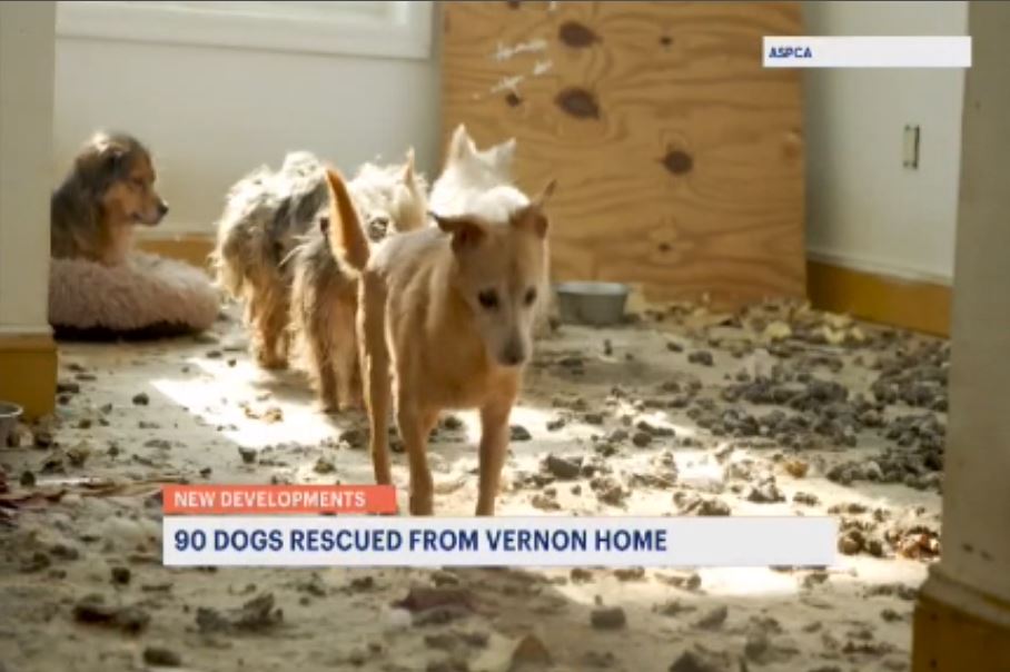 Officials: 90 Dogs Rescued From Deplorable Conditions Inside Vernon ...