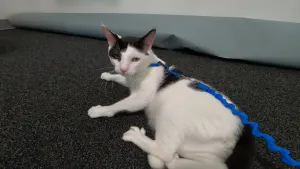 Paws & Pals: 2-year-old domestic shorthair cat up for adoption