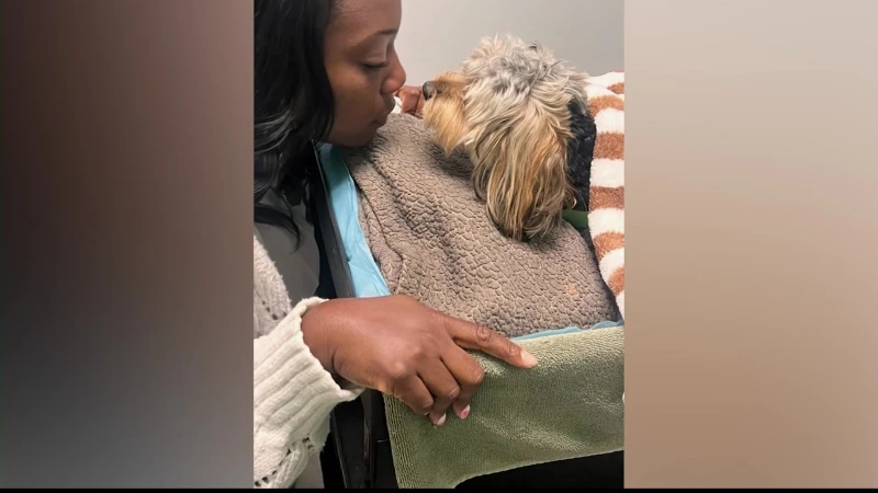 Story image: Yorkie injured in dog attack struck by car in Canarsie; owner demands accountability