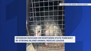 Opossum brought to safety after being trapped in traffic