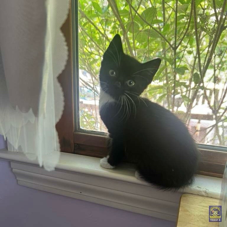 kittenpicstatepolice.jpg