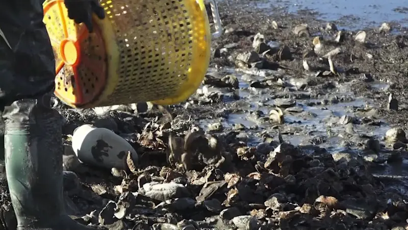 Story image: Advocates plant thousands of oysters at Shore Road Marina in East Setauket 