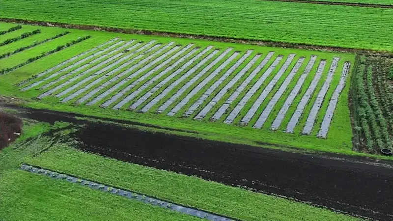 Story image: Orange County farmers on edge as more rain threatens crops