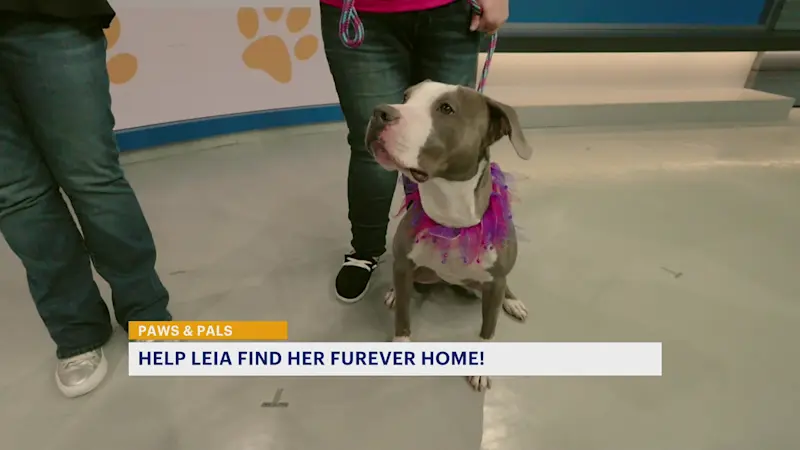 Story image: Paws and Pals: 'Princess' Leia is ready to be a loyal companion