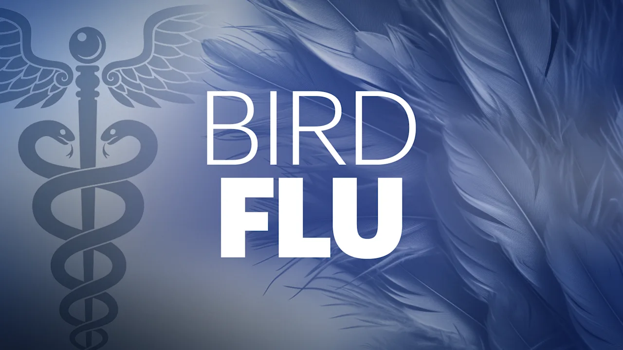 health(birdflu) copy
