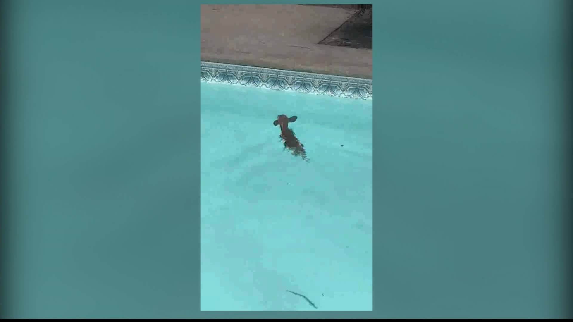 St. James boy goes viral for video of saving baby deer from pool