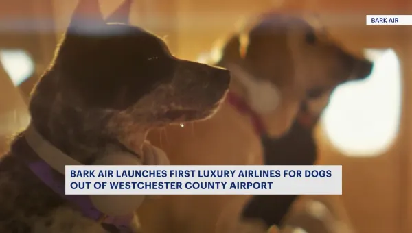 Bark Air is launching flights catered to dogs out of Westchester County Airport