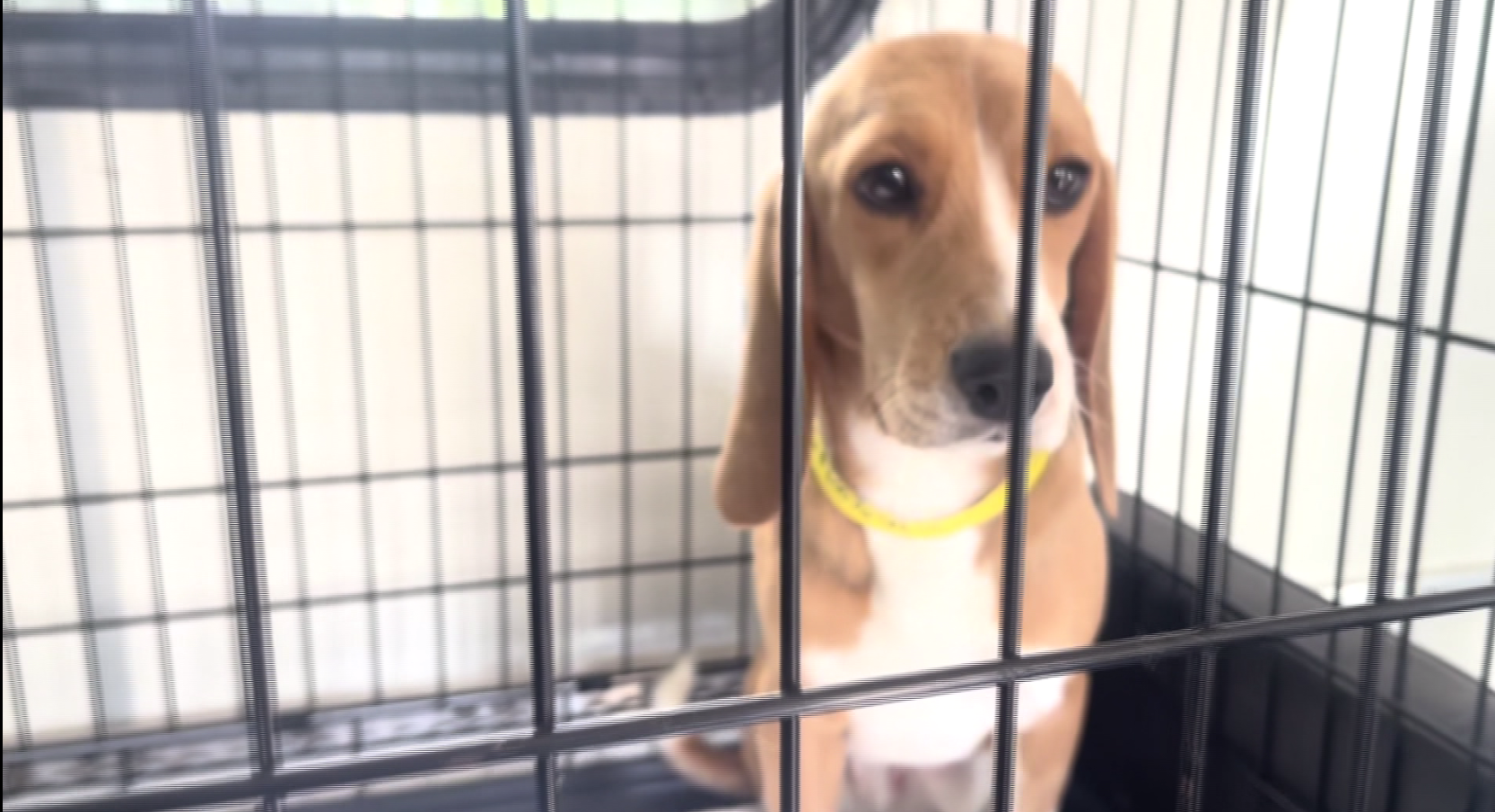 More Rescue Beagles