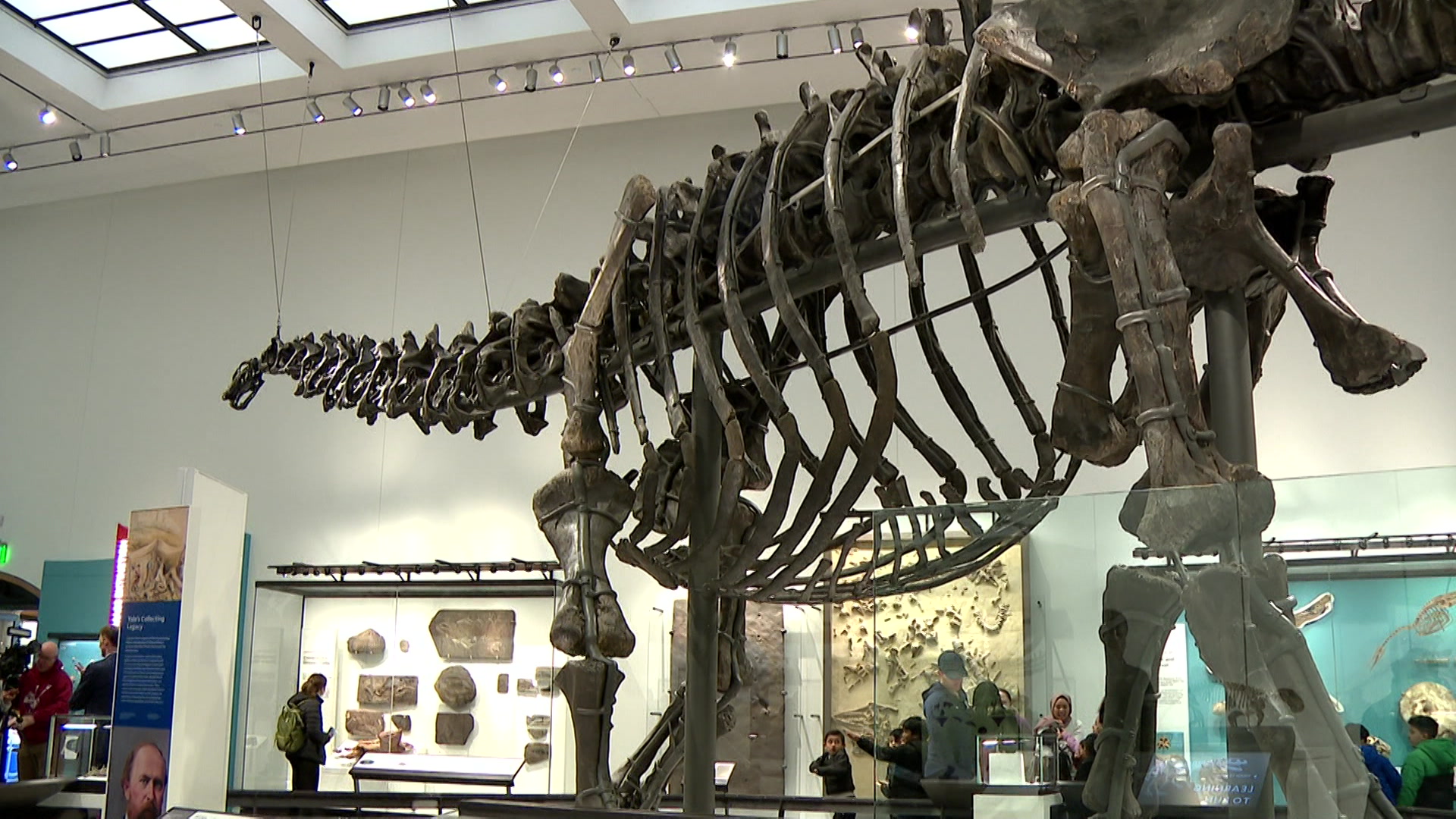 News 12 Connecticut Yale Peabody Museum Reopens After A 4 Year