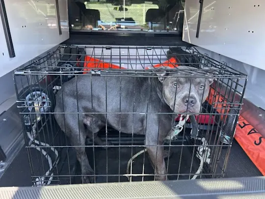 ABANDONED DOG