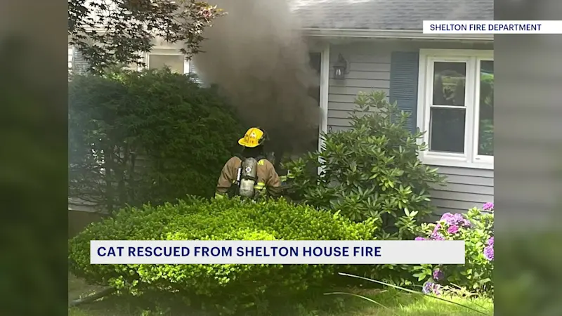 Story image: Officials: Cat rescued from house fire in Shelton