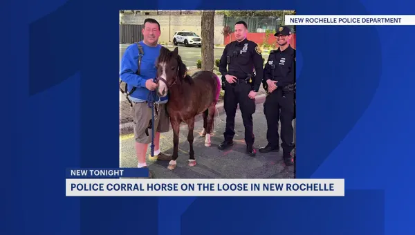 Police corral horse on the loose in New Rochelle