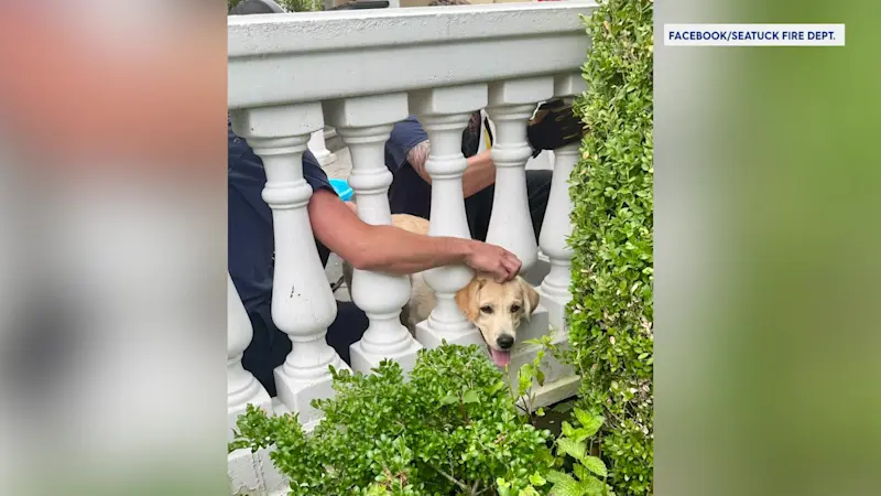 Story image: Tight spot: Dog gets stuck during game of fetch