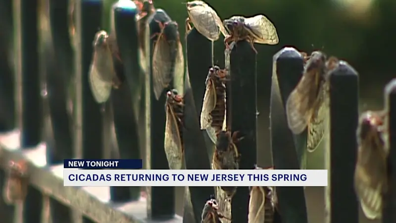 Story image: 'Brood 14' cicadas to emerge in New Jersey this spring for first time in 17 years