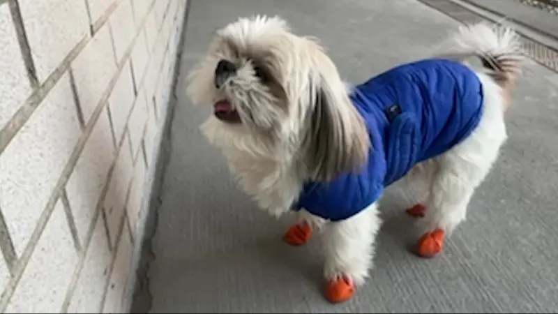 Story image: Important tips to keep pets safe in extreme weather