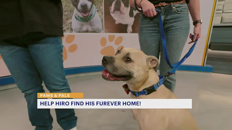 Story image: Paws and Pals: Hiro is ready for his 'furever' home