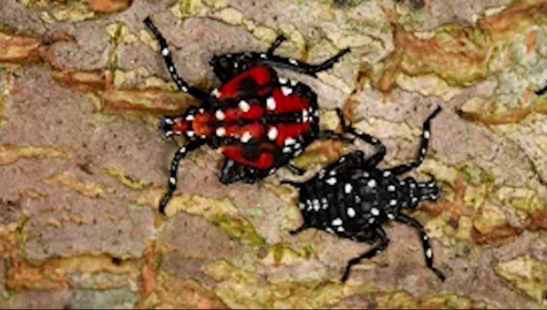 State officials warn of rapid spread of spotted lanternflies in New York 