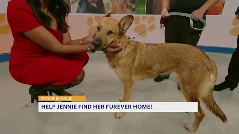 Story image: Paws & Pals: Jennie is ready to be your lifetime companion