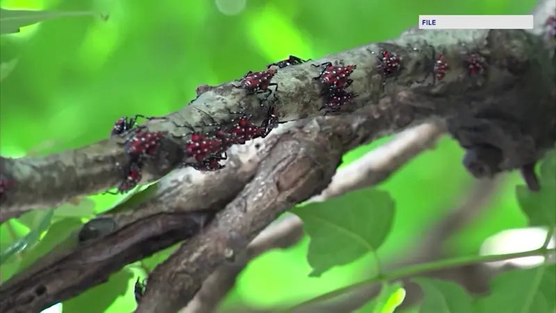 Story image: Spotted lanternflies infesting Westchester County, according to experts