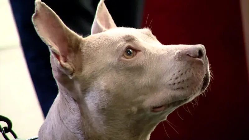 Story image: Rescued pup gets a second chance at life