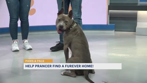 Paws & Pals: 2-year-old Prancer now available for adoption