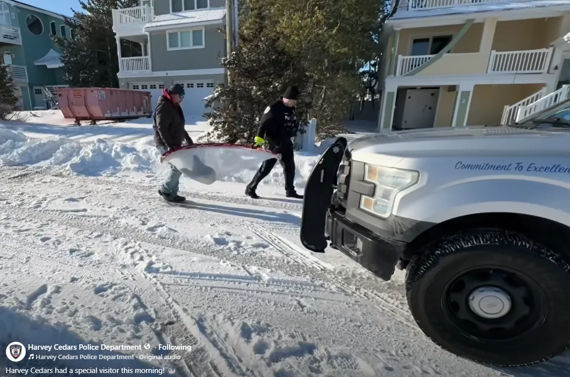 seal stranded