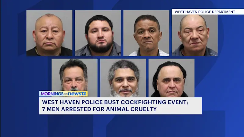 Story image: Cockfighting ring busted in West Haven with dozens of roosters seized