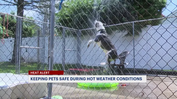 Animal experts urge pet owners to keep an eye on their animals during extreme heat