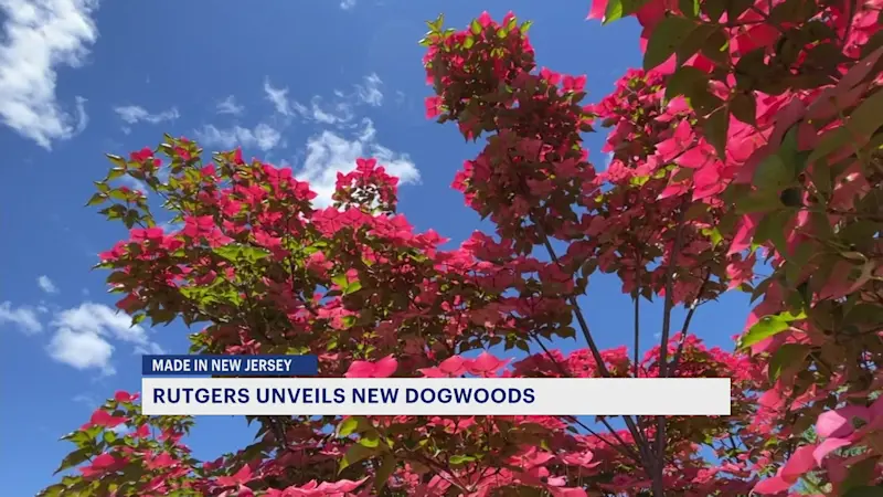 Story image: Made in New Jersey: Rutgers’ Scarlet Fire dogwoods now sold worldwide with 40,000 trees shipped each year.