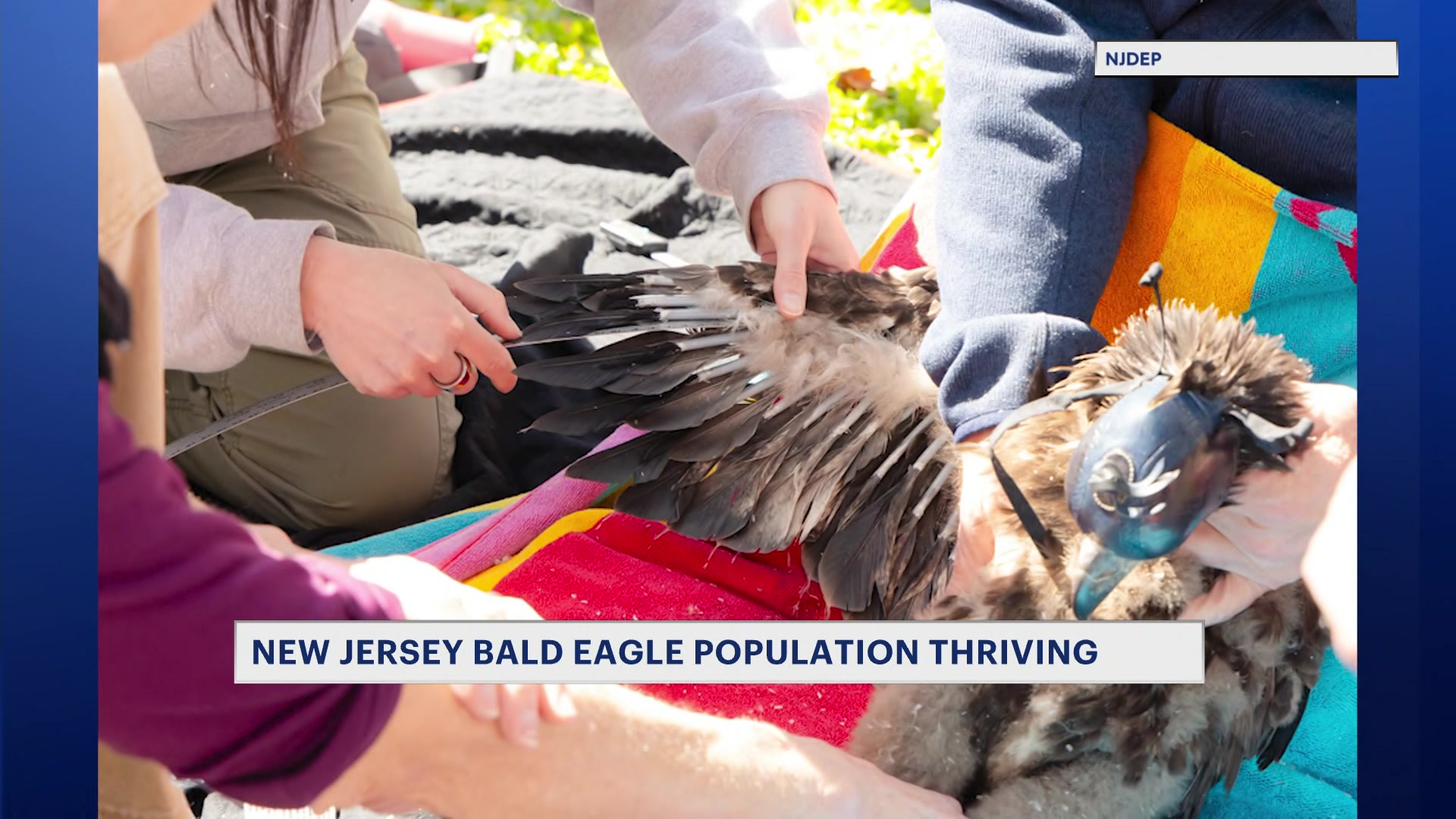 Bald Eagles population soars across New Jersey