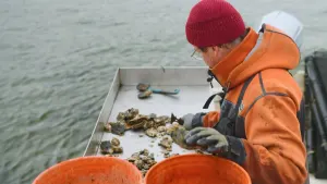 Diving into the history and future of oysters