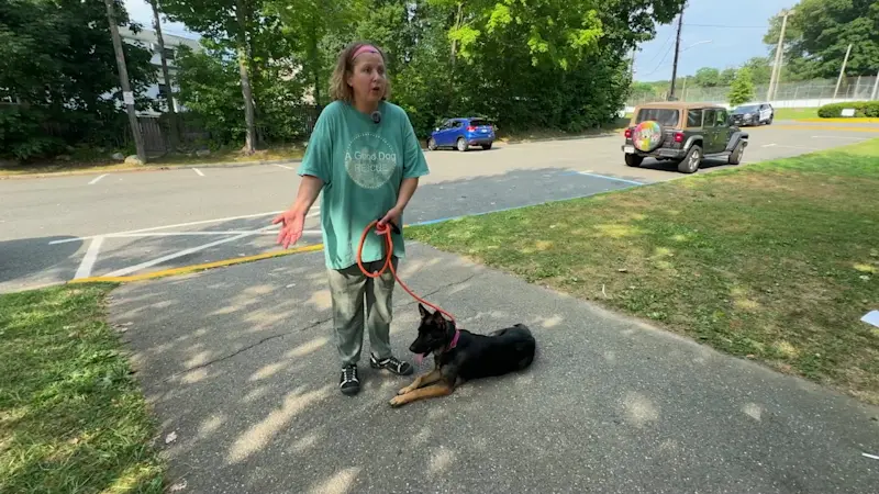 Story image: Nonprofit owner claims 9 dogs stolen from Ossining dog rescue