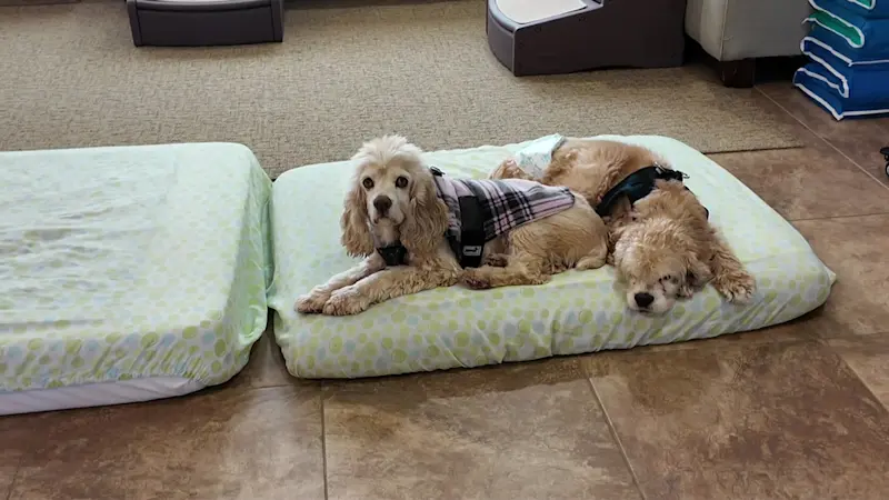 Story image: Allentown Sanctuary gives senior dogs a comfort home in their golden years