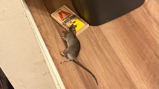 blaise rats