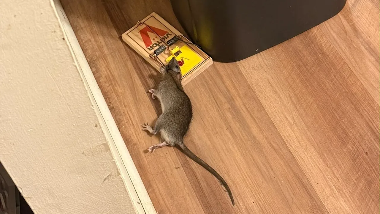 blaise rats