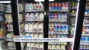 Remnants of bird flu virus found in pasteurized milk, FDA says