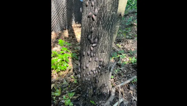 Spotted lanternflies spread to Rockland County