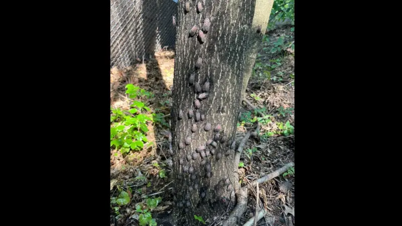 Story image: Spotted lanternflies spread to Rockland County