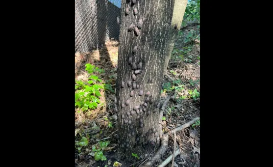 Spotted lanternflies spread to Rockland County