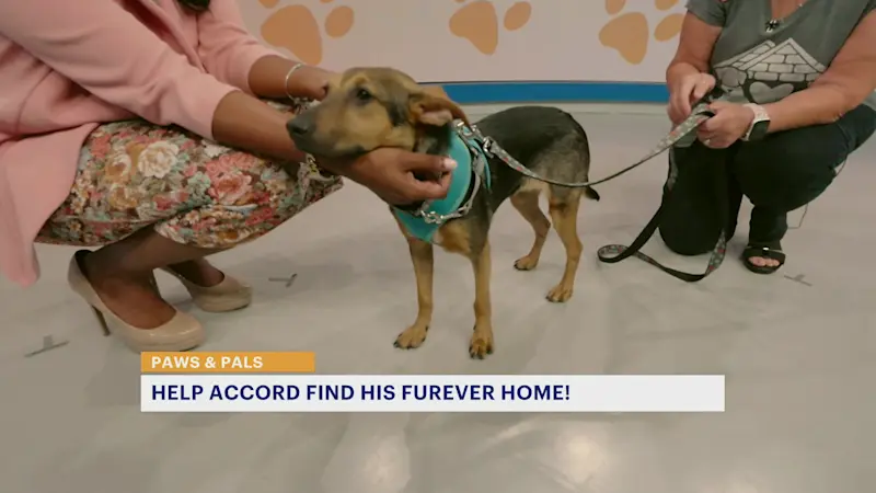 Story image: Paws and Pals: 'Accord' needs lots of puppy love