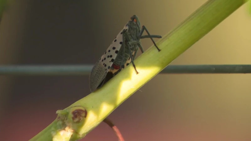 Story image: ‘It’s a very invasive insect.’ Vineyard and apple orchard owners fear spotted lanternfly infestation