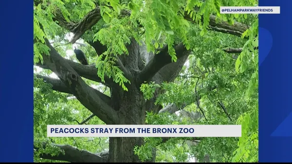 Peacocks spotted roaming through the Bronx after escaping the Bronx Zoo