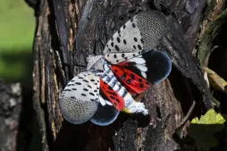 Have you seen a spotted lanternfly? Here’s what to know about the risk and what to do if you see one.