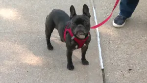 Paws & Pals: 3-year-old French bulldog available for adoption